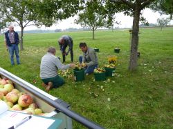 Obsternte Und Maischen 2012 12